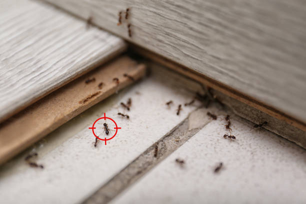 Best Local Pest Control Services  in Nanticoke, PA