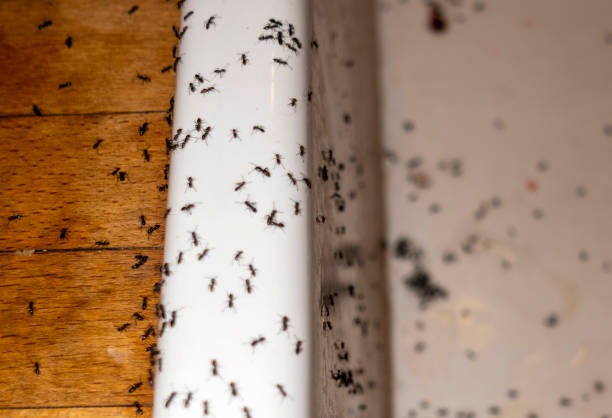 Best Insect Control  in Nanticoke, PA