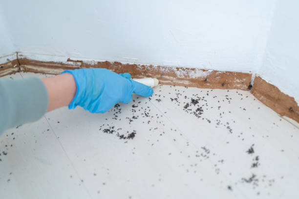 Best Exterminator Services  in Nanticoke, PA